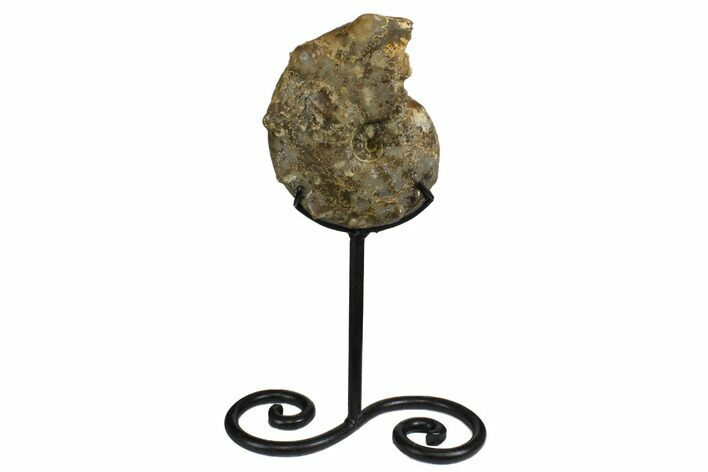 Cretaceous Ammonite (Mammites) Fossil with Metal Stand - Morocco #164218